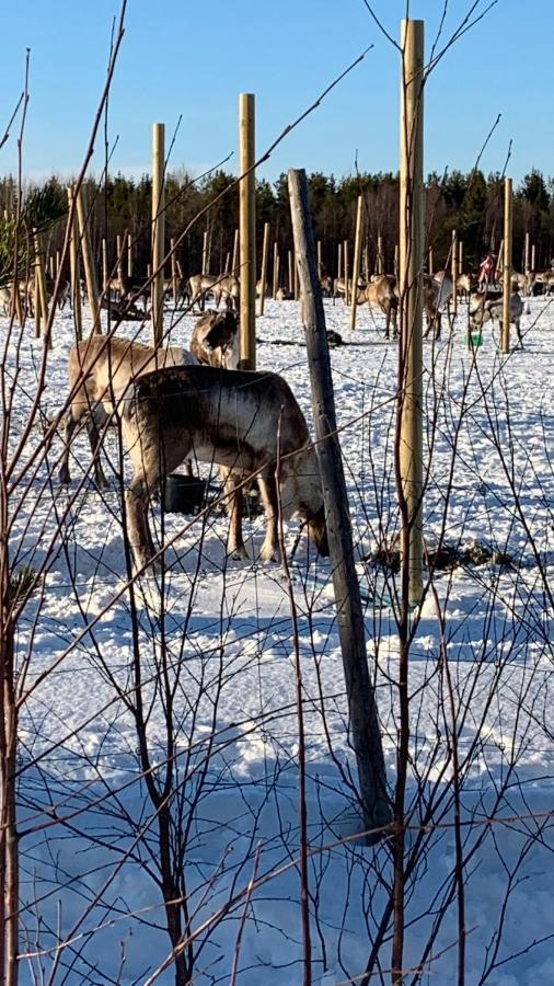 Villa Yllaestoelli 2 A, Aekaeslompolo Kolari Esterno foto